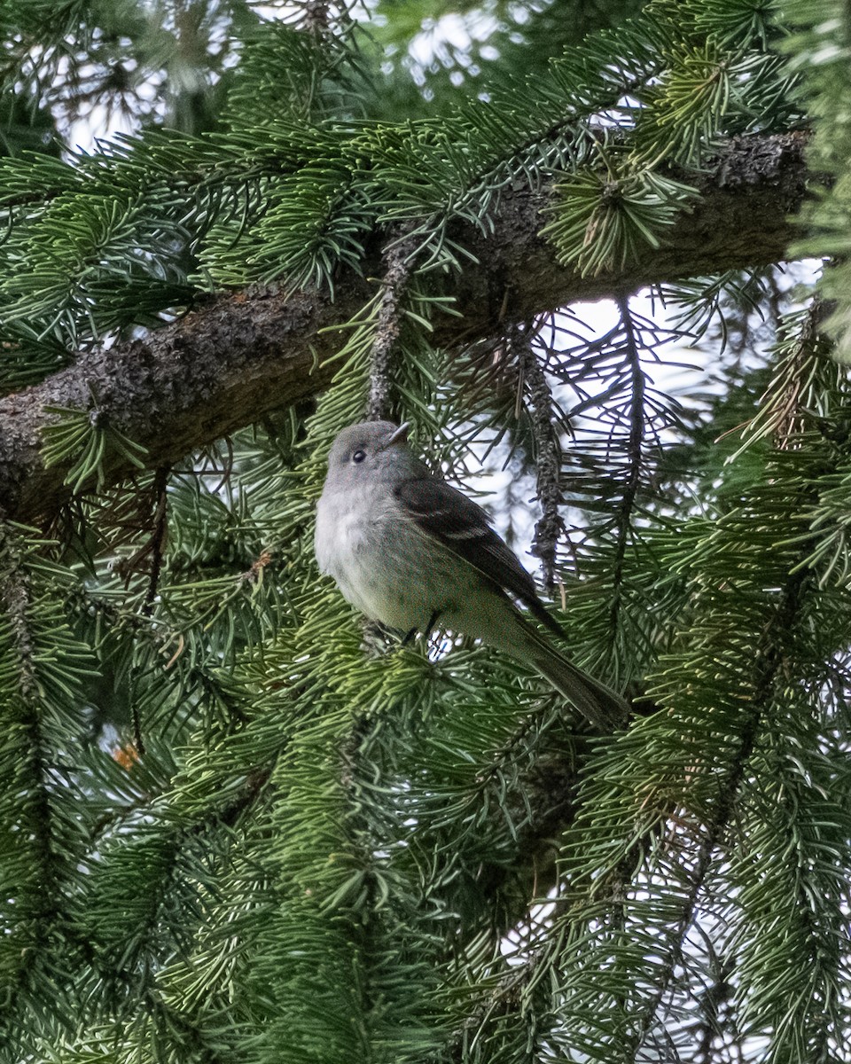 Hammond's Flycatcher - ML638321344