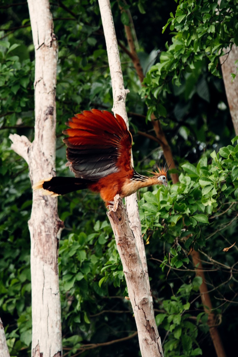 Hoatzin - ML638321354