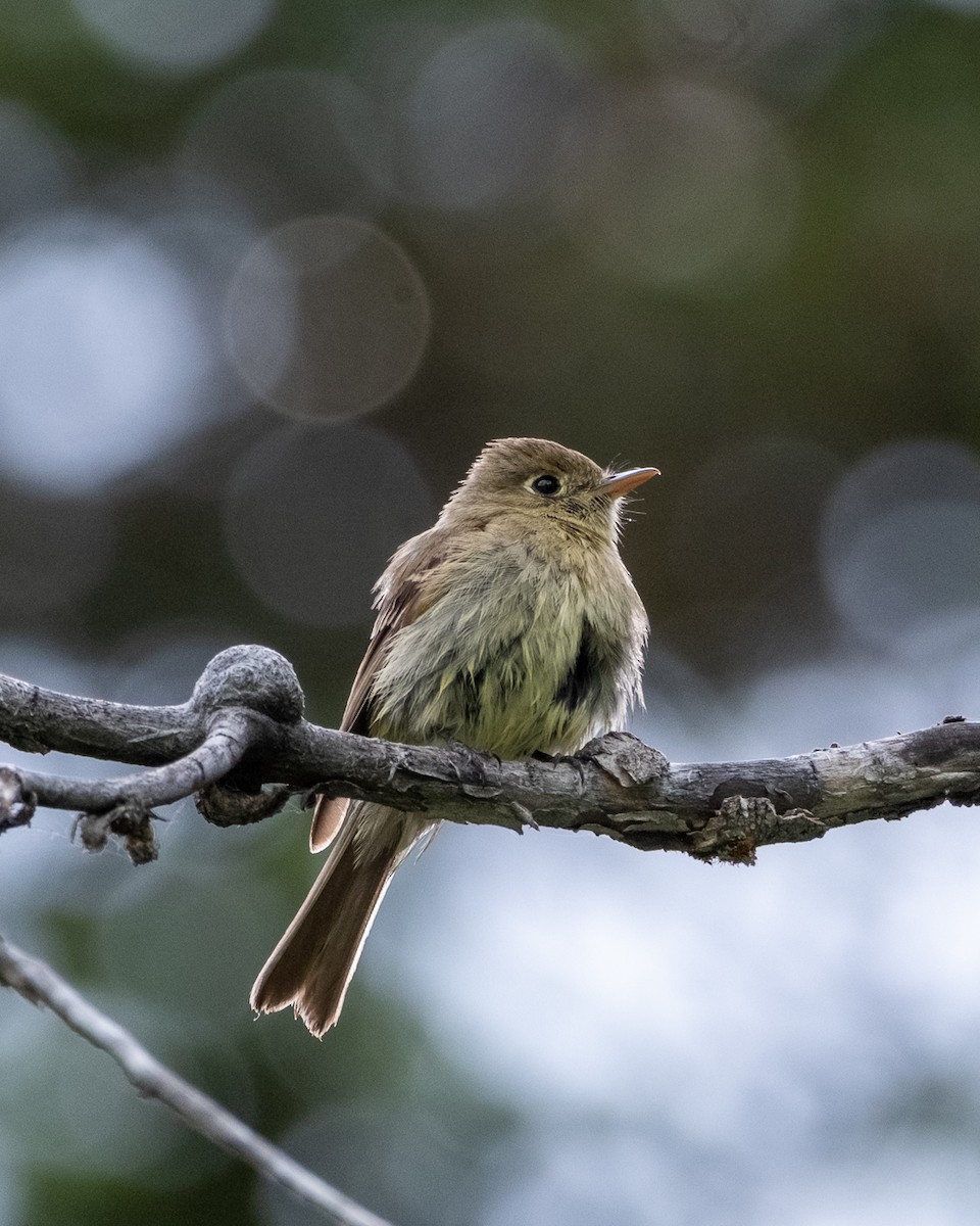 Western Flycatcher - ML638321364