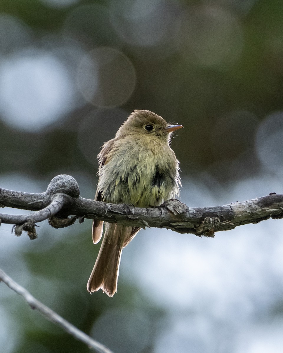Western Flycatcher - ML638321365