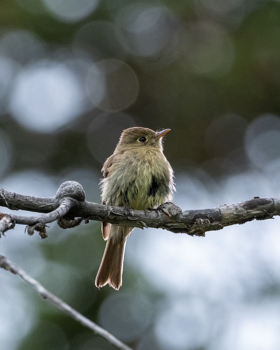 Western Flycatcher - ML638321367