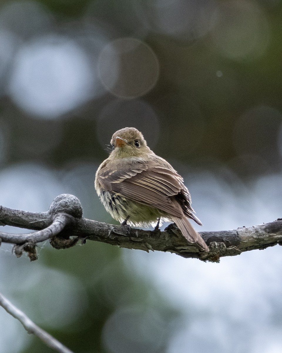 Western Flycatcher - ML638321368