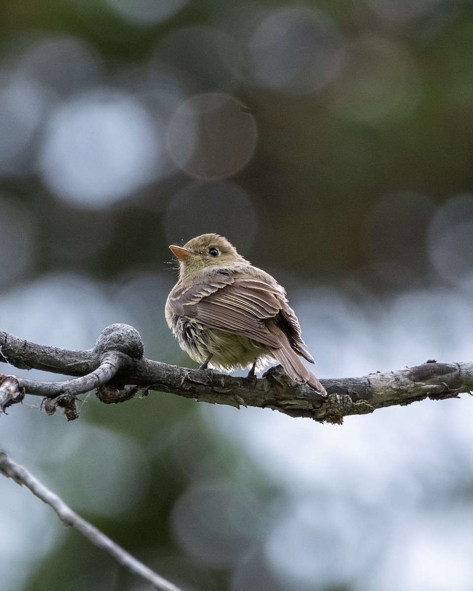 Western Flycatcher - ML638321369