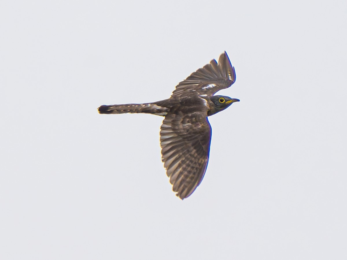 Indian Cuckoo - ML638321372