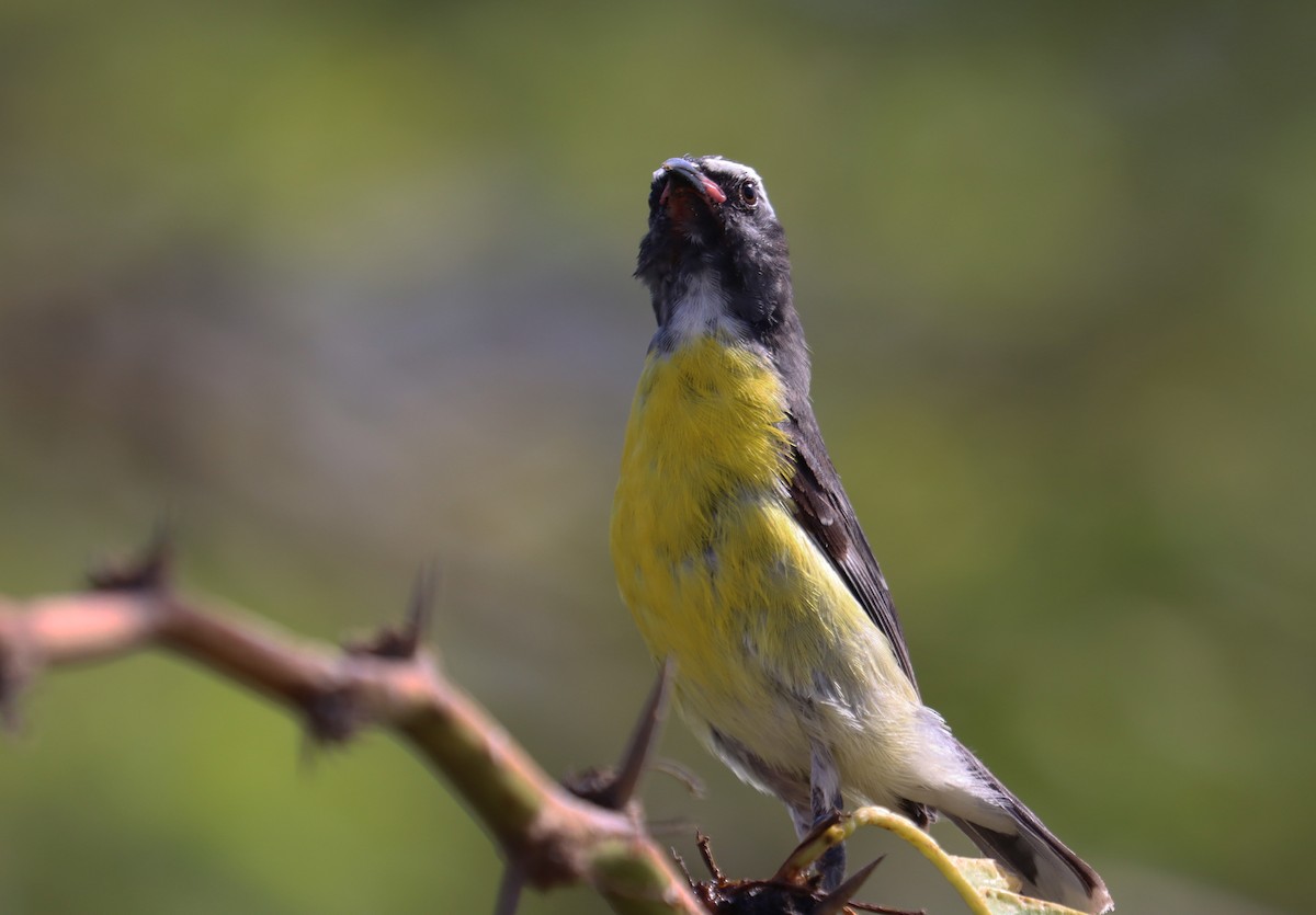 Bananaquit - ML638321376