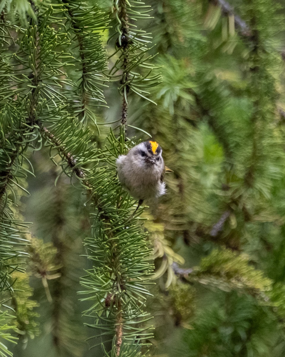 Golden-crowned Kinglet - ML638321378