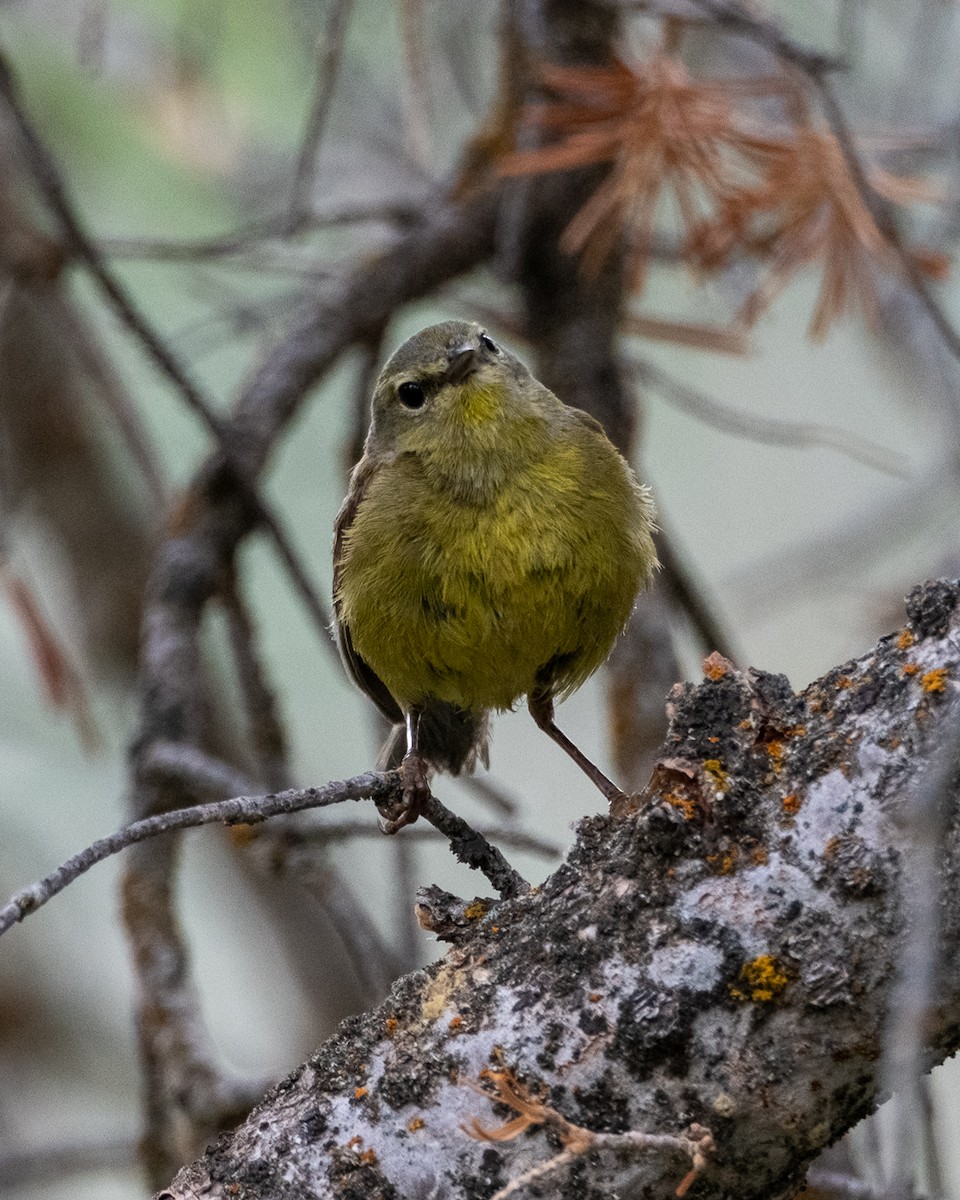 Orange-crowned Warbler - ML638321382