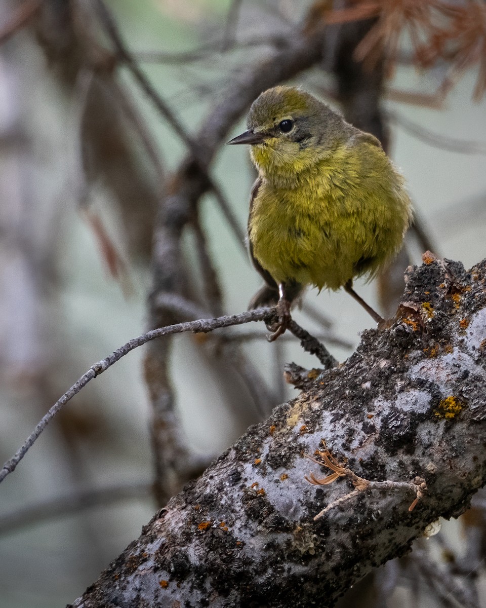 Orange-crowned Warbler - ML638321383