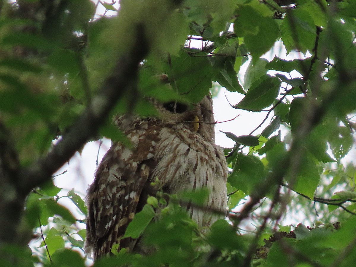 Barred Owl - ML638321397