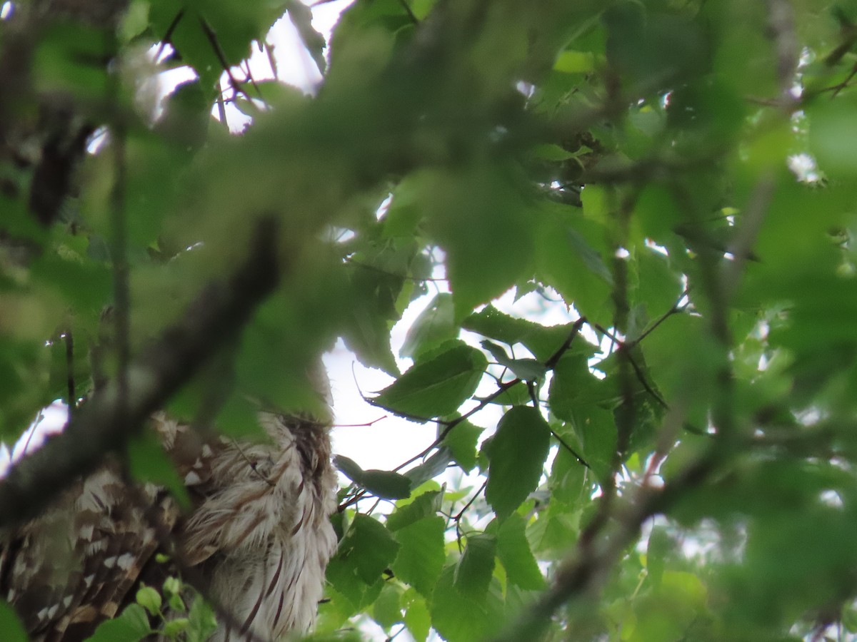 Barred Owl - ML638321398