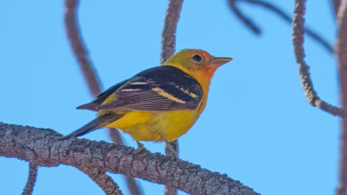Western Tanager - ML638321410