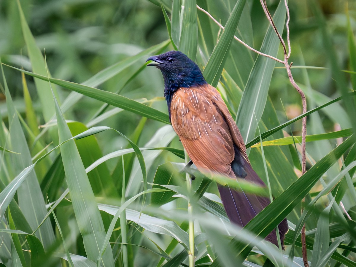 Lesser Coucal - ML638321411