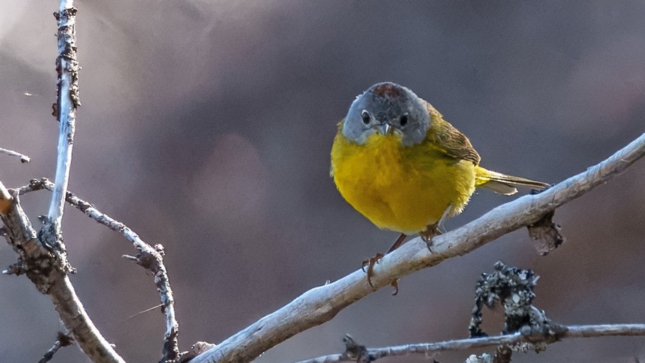 Nashville Warbler - ML638321417