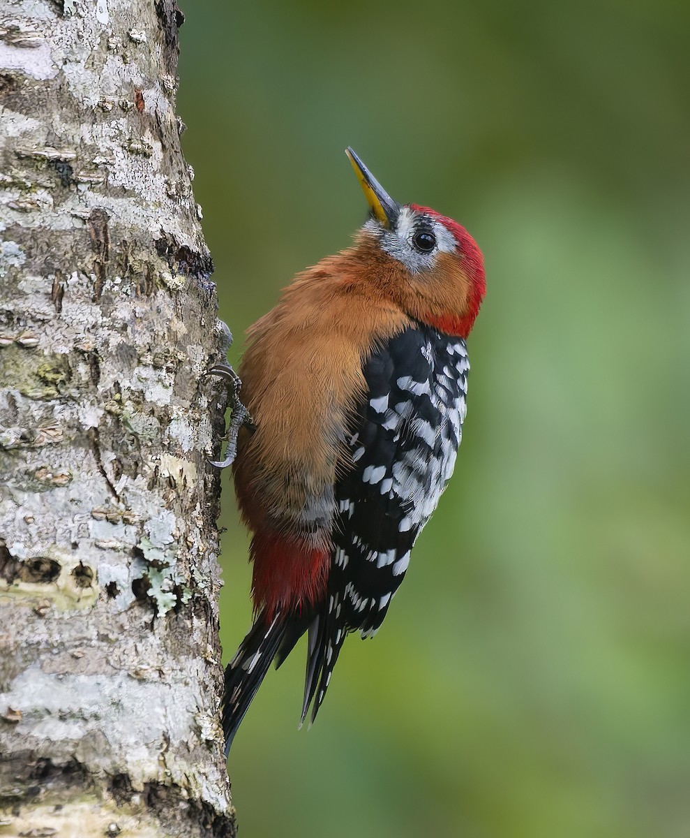 Rufous-bellied Woodpecker - ML638321418
