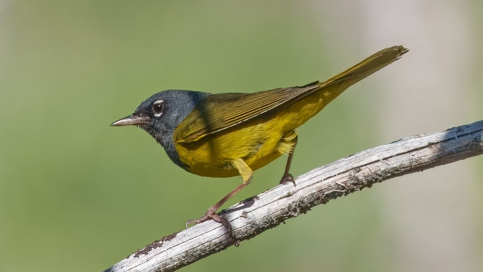 MacGillivray's Warbler - ML638321419