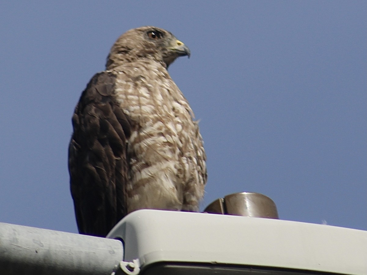 Broad-winged Hawk - ML638321423