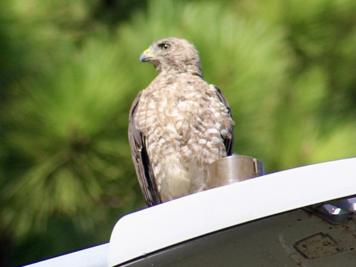 Broad-winged Hawk - ML638321424