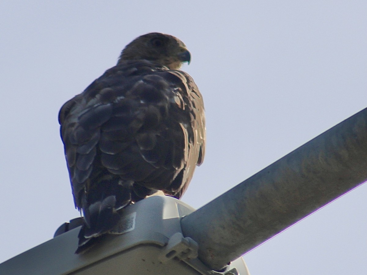 Broad-winged Hawk - ML638321425