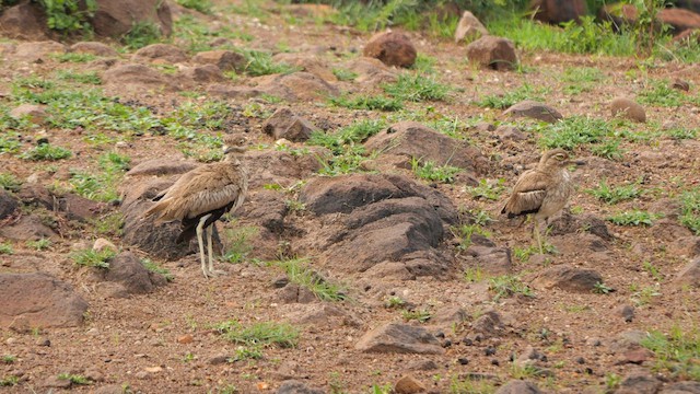 Water Thick-knee - ML638321426
