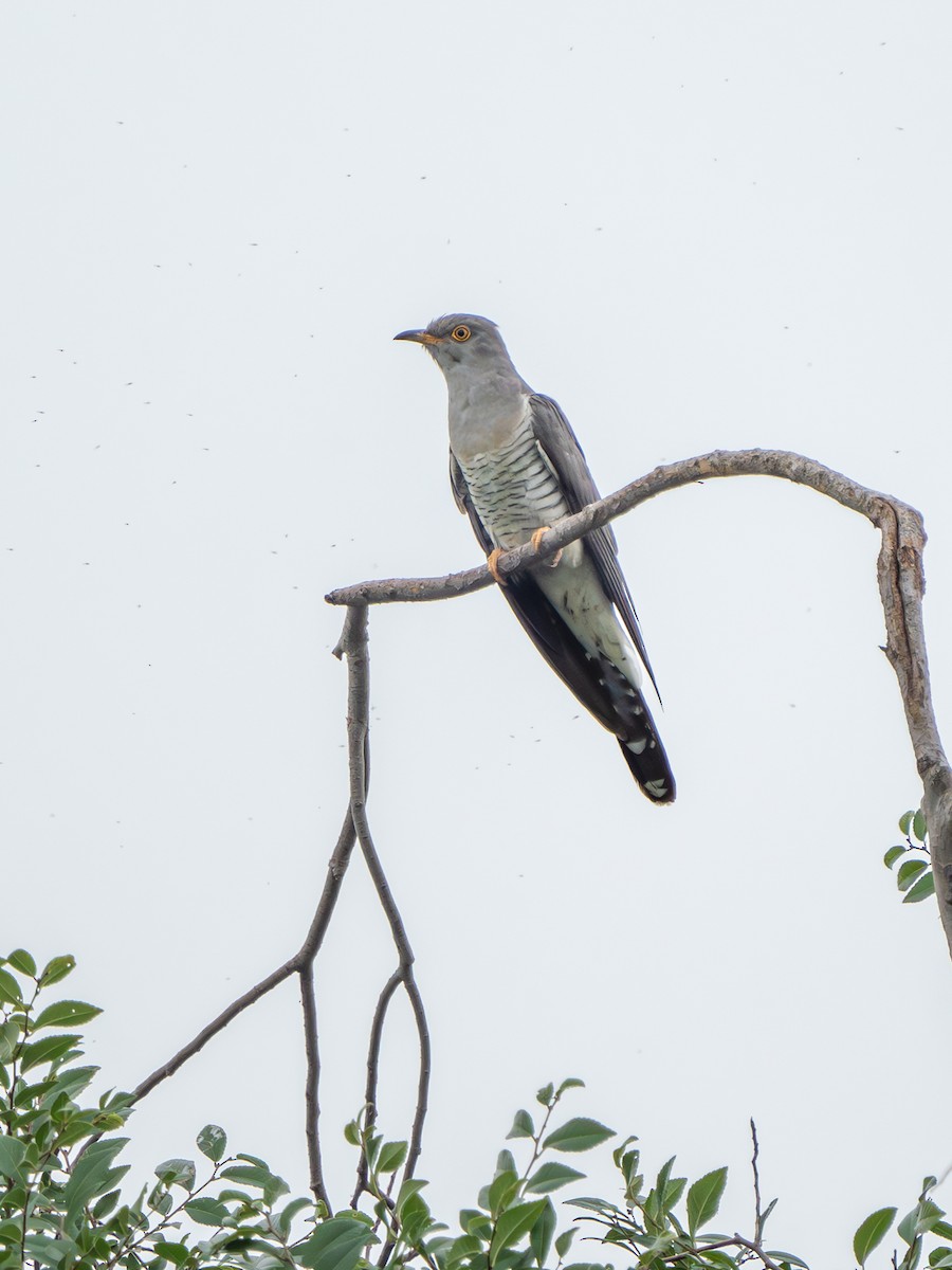 Kuku eurasiarra - ML638321429