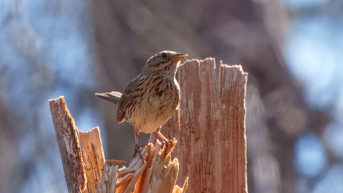 Lincoln's Sparrow - ML638321431