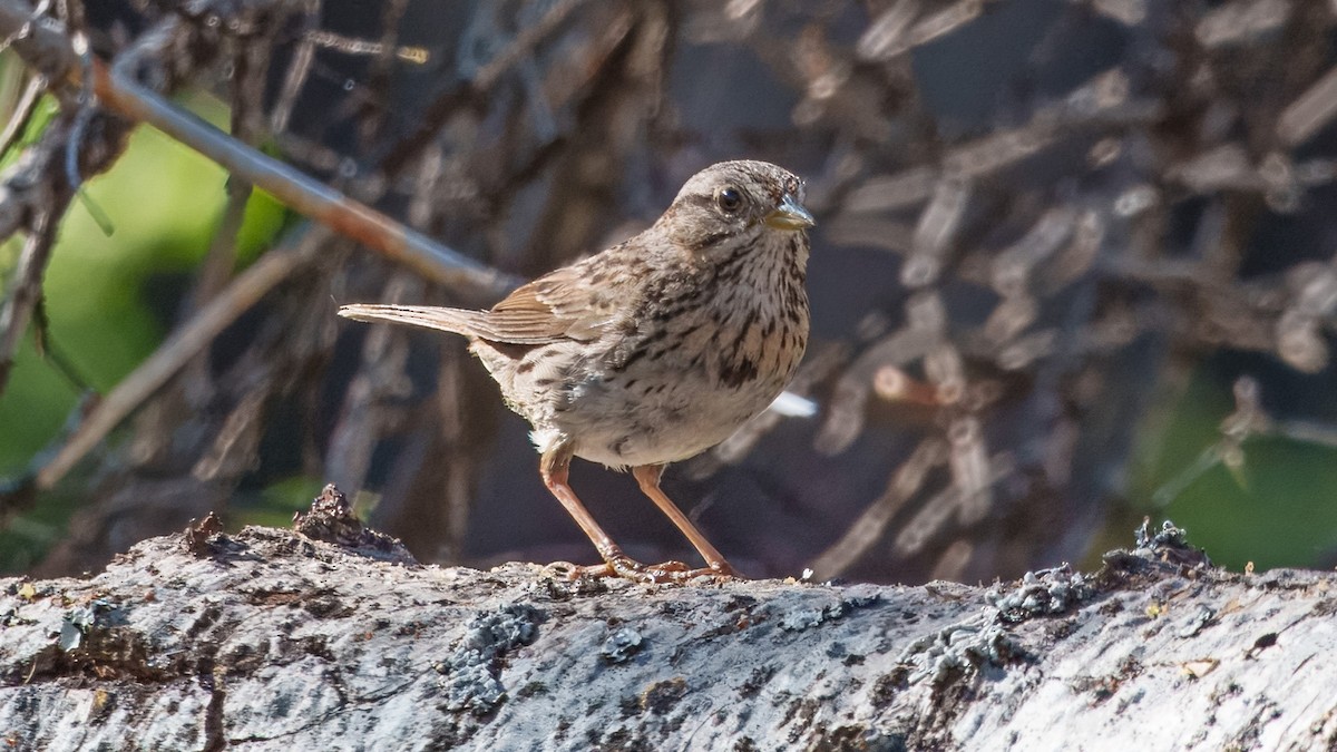Lincoln's Sparrow - ML638321432
