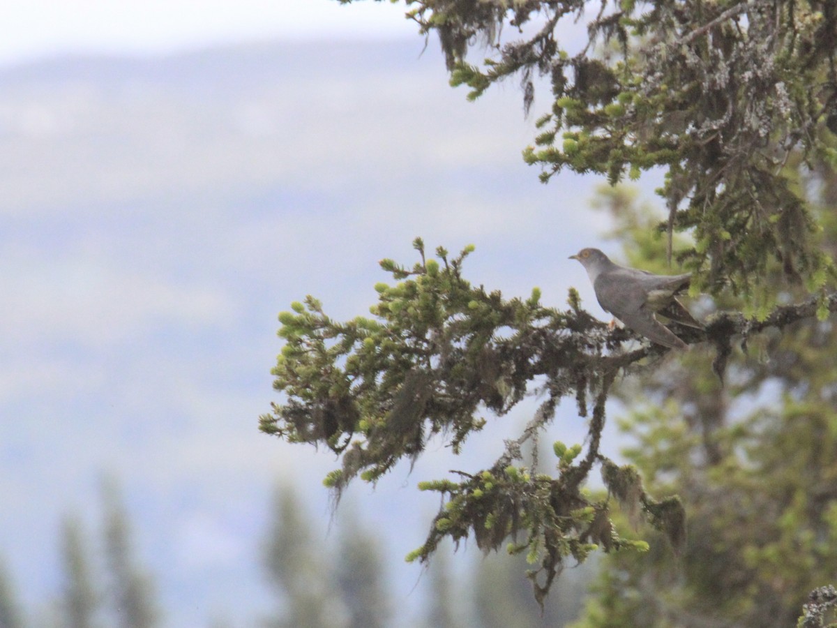 Kuku eurasiarra - ML638321435