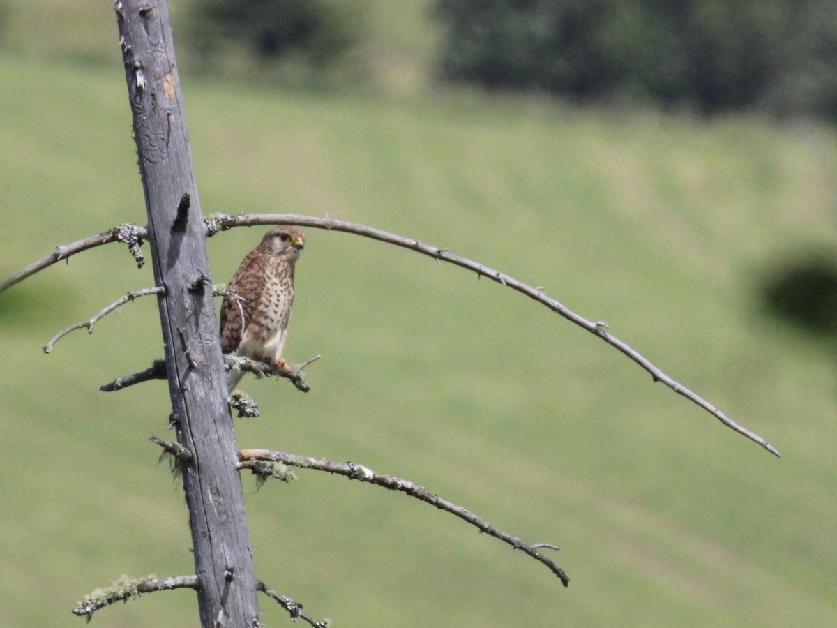 Belatz gorria (eurasiarra) - ML638321439