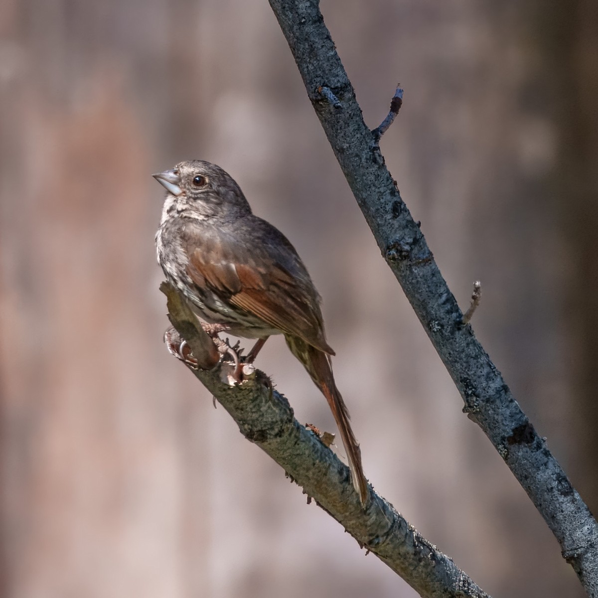 Fox Sparrow - ML638321441