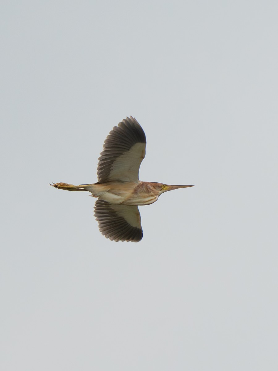 Yellow Bittern - ML638321442