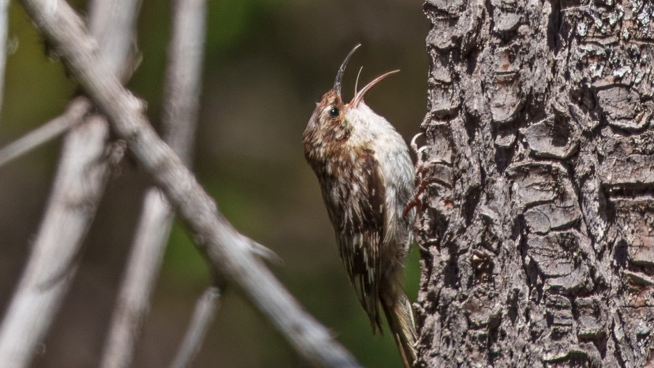 Brown Creeper - ML638321463