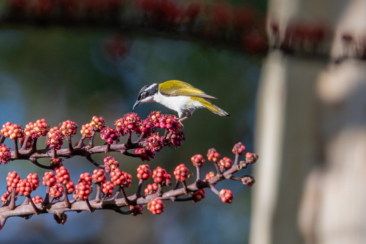 White-throated Honeyeater - ML638321467