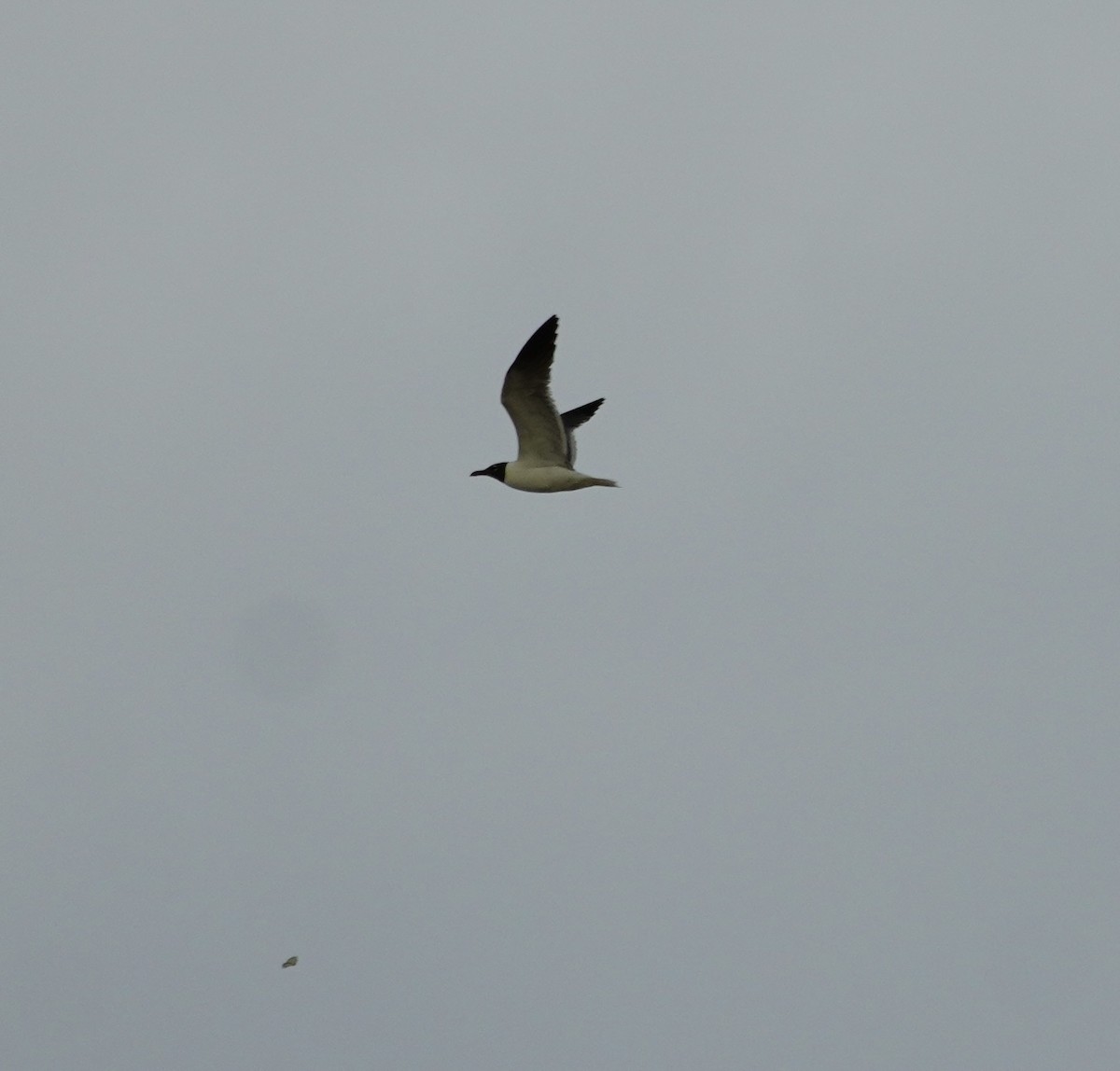 Laughing Gull - ML638321492
