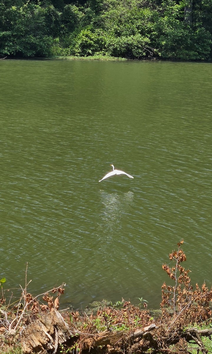 Цасч дэглий - ML638321493