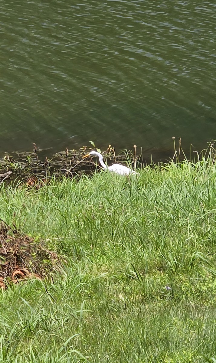 Цасч дэглий - ML638321494