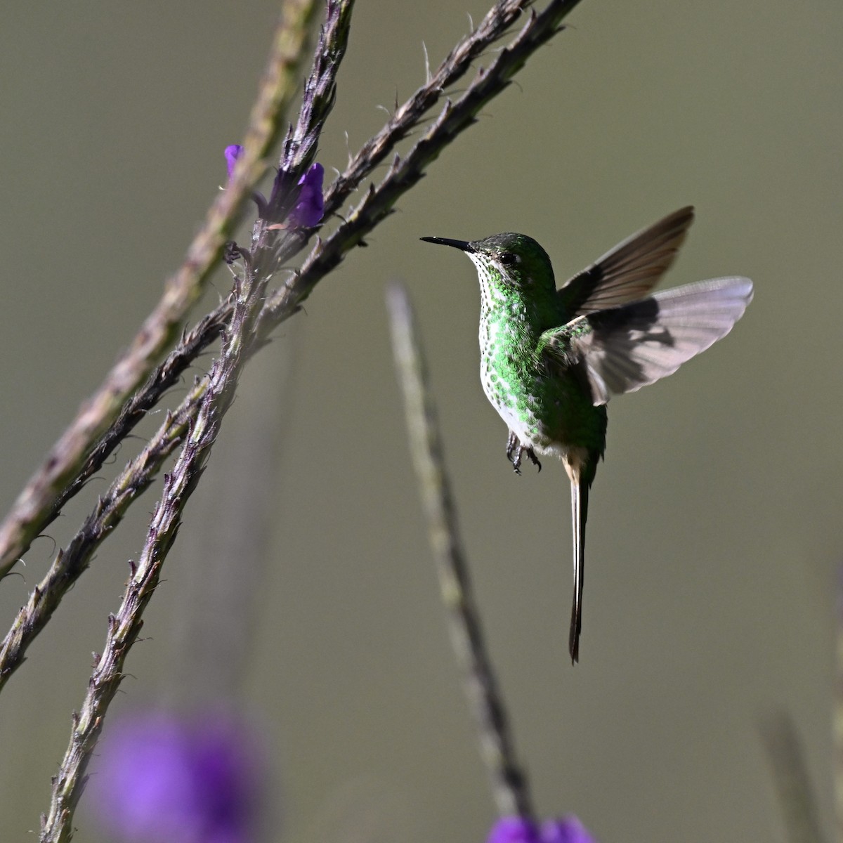 Yeşil Kuyruklu Kolibri - ML638321495