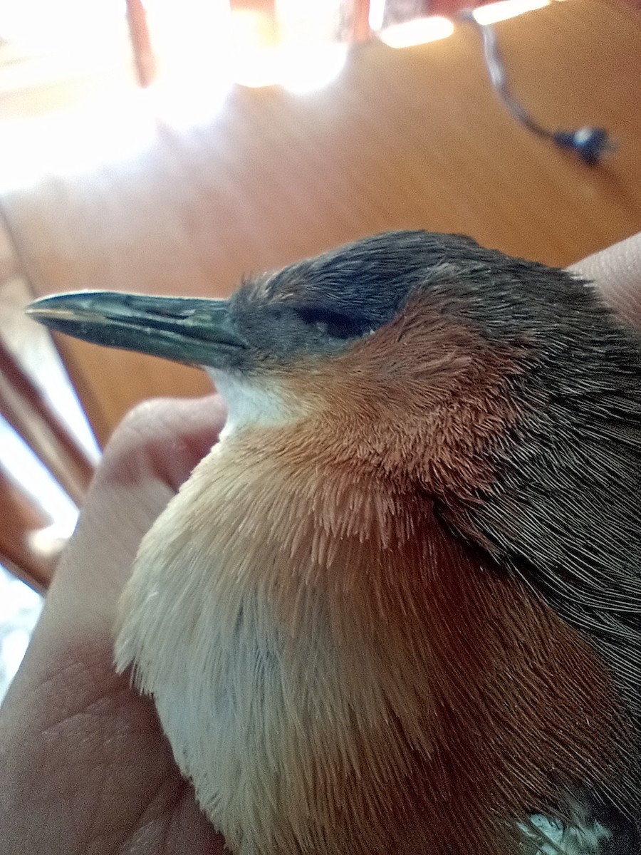 Rufous-sided Crake - ML638321499