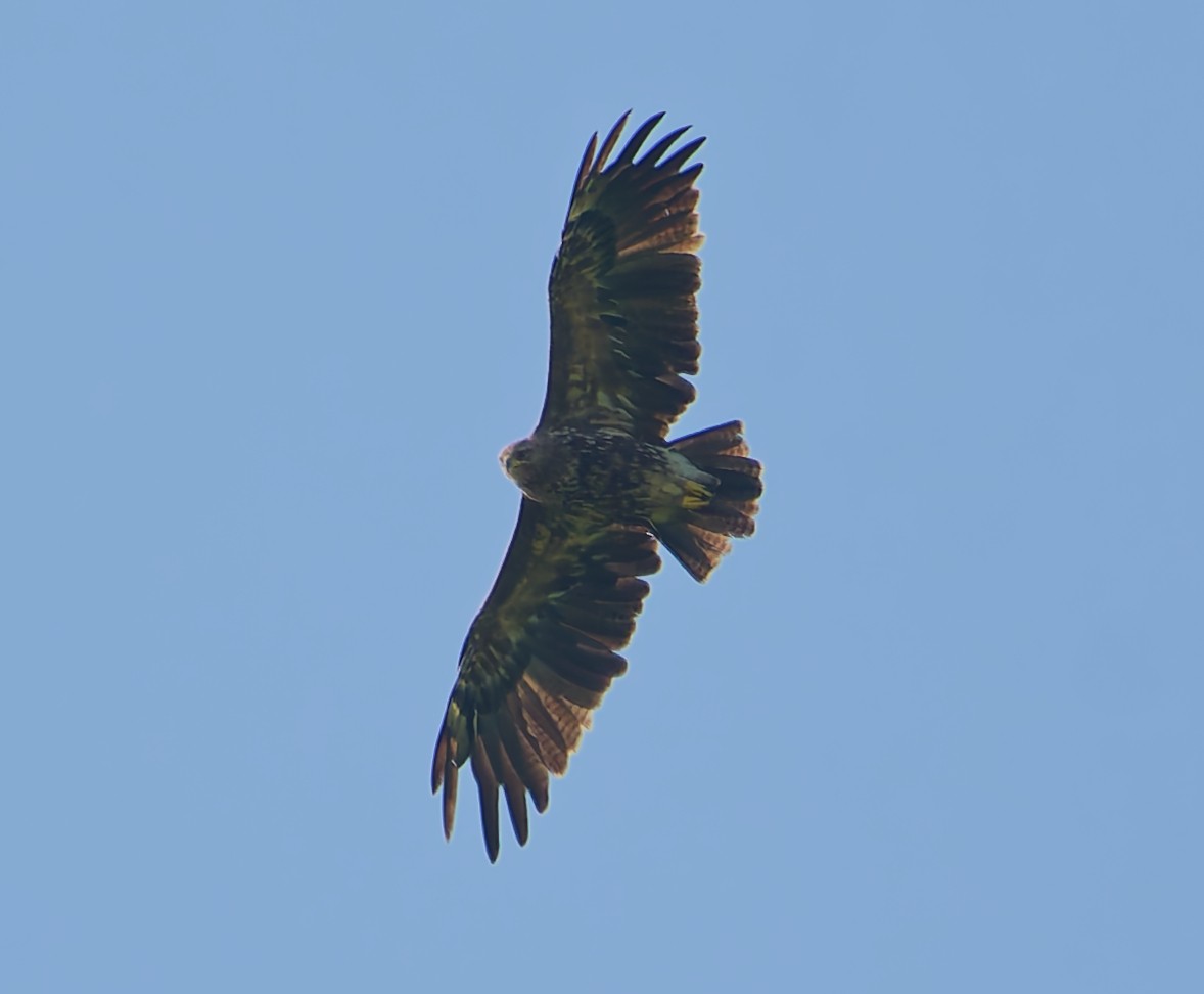 Arrano pomeraniarra - ML638321509
