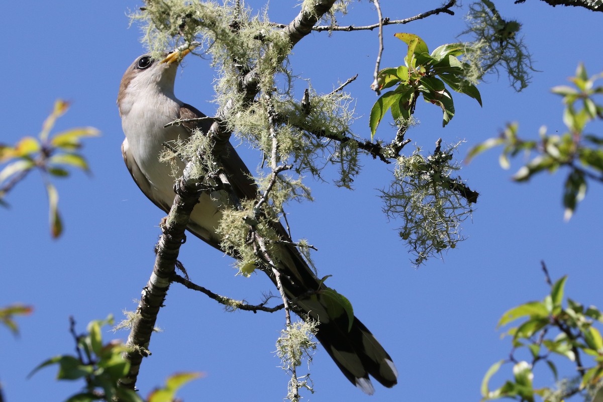 Yellow-billed Cuckoo - Trina Anderson