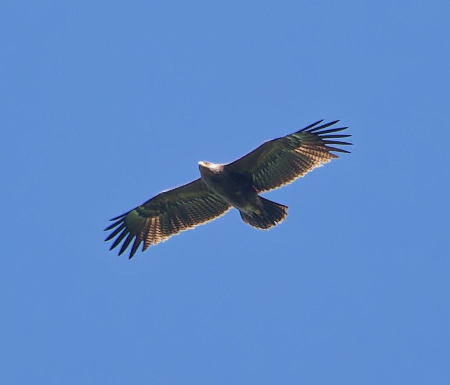 Arrano pomeraniarra - ML638321512