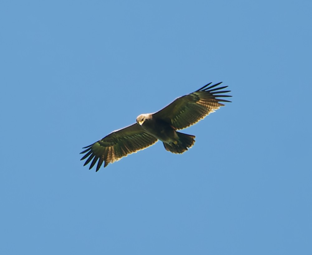 Arrano pomeraniarra - ML638321513