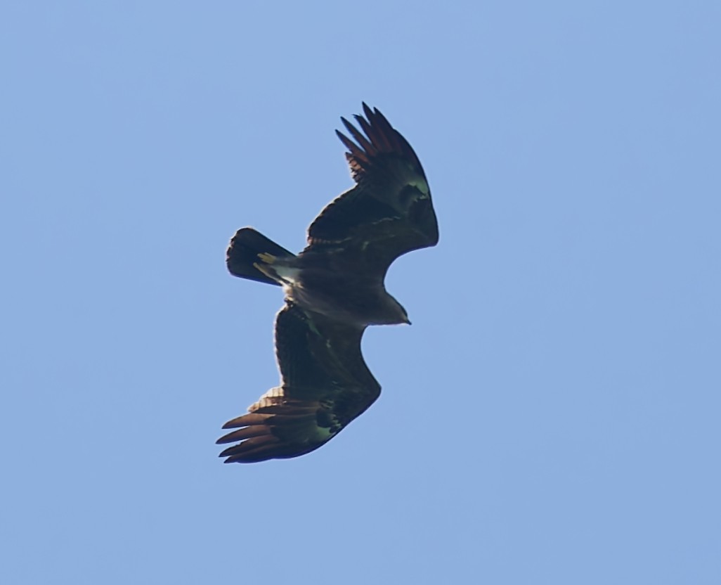 Arrano pomeraniarra - ML638321515