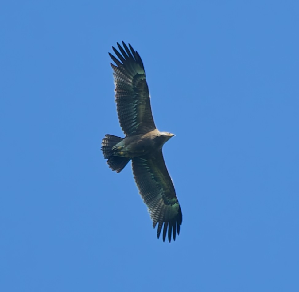Arrano pomeraniarra - ML638321516