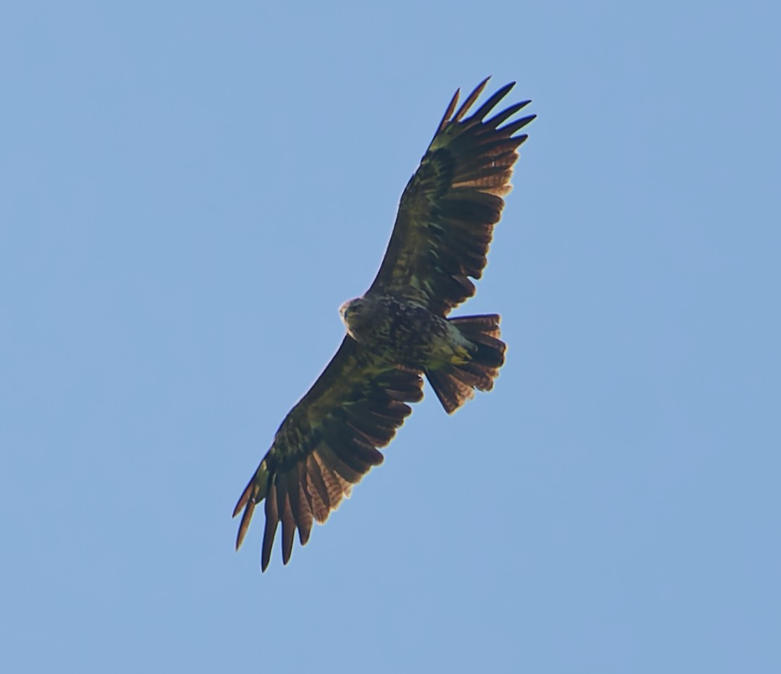 Arrano pomeraniarra - ML638321520