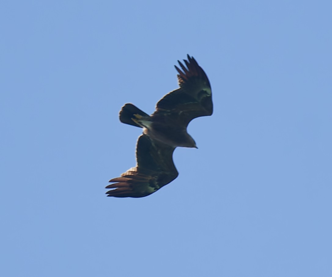 Arrano pomeraniarra - ML638321522