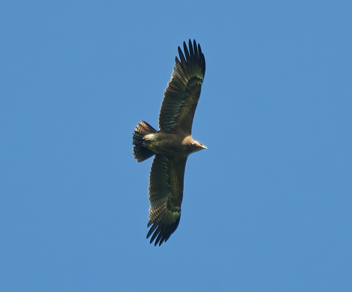 Arrano pomeraniarra - ML638321523