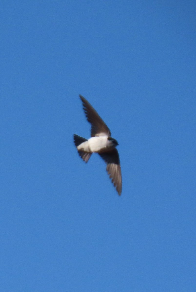 Violet-green Swallow - ML638321532