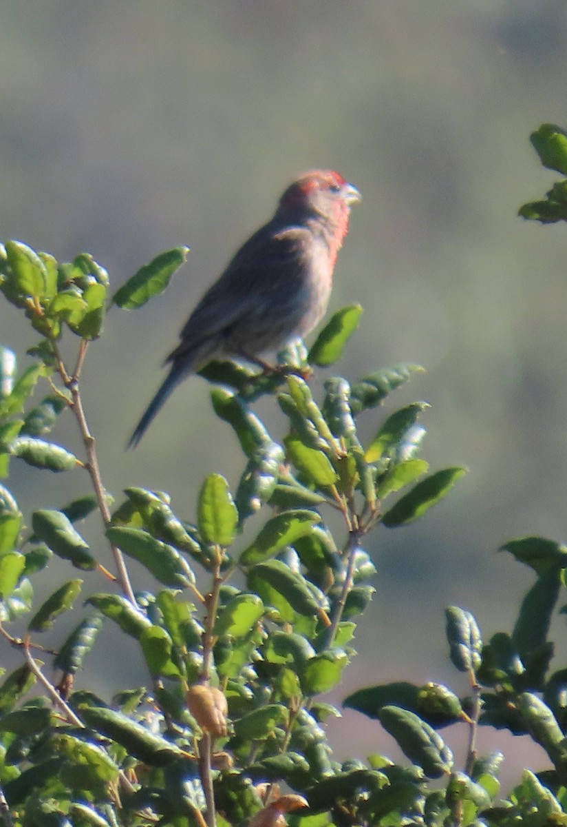 House Finch - ML638321547