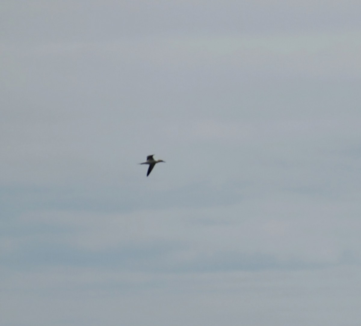 Northern Gannet - ML638321587