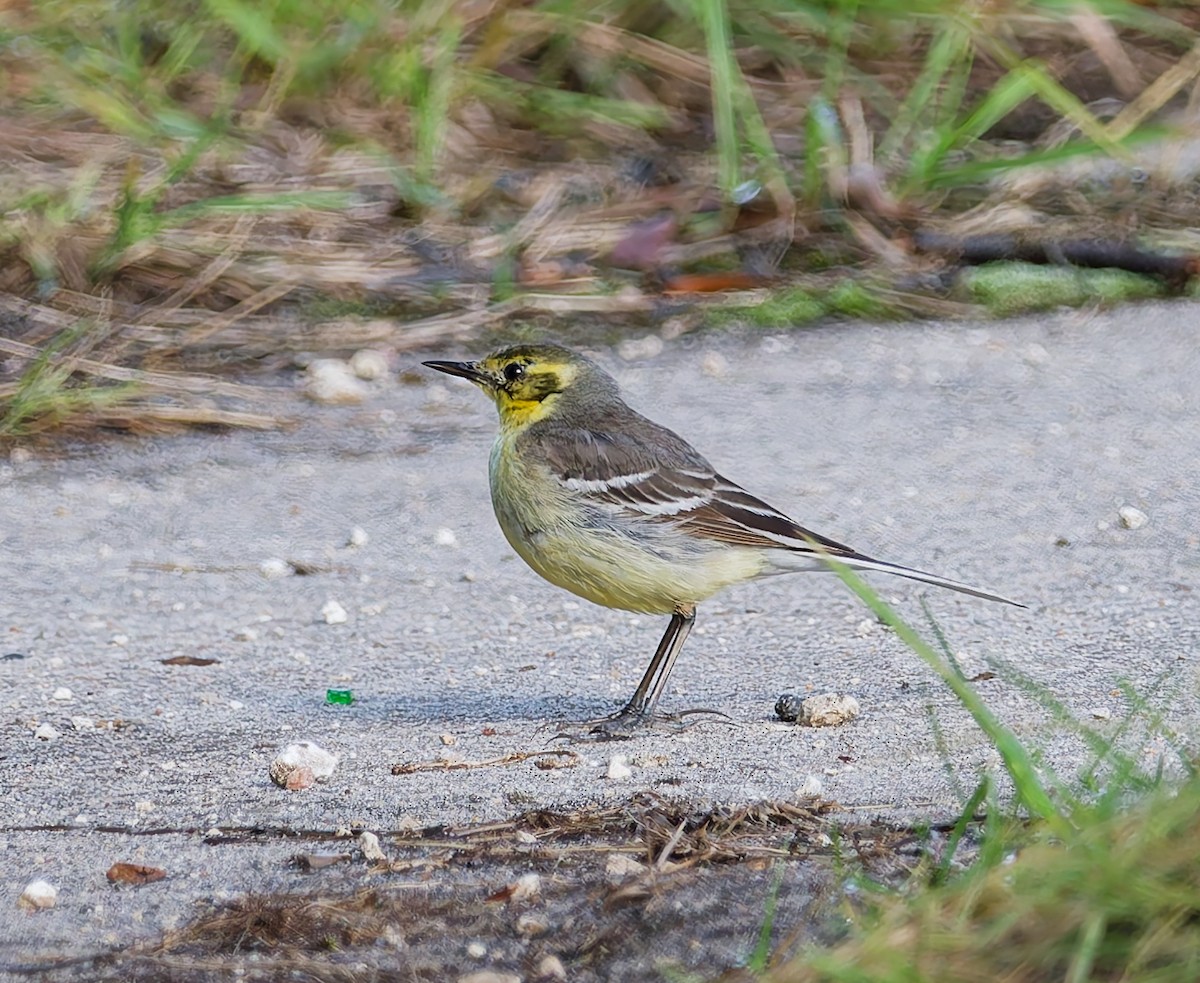 Citrine Wagtail - ML638321590